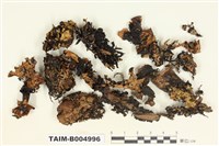 藏品(袋梅衣屬)的圖片